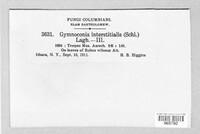 Gymnoconia interstitialis image